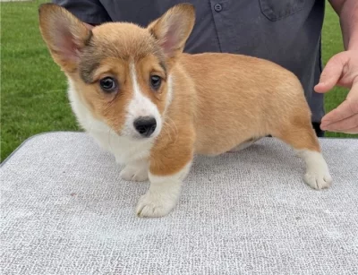 Prodám štěňata pembroke welsh corgi.