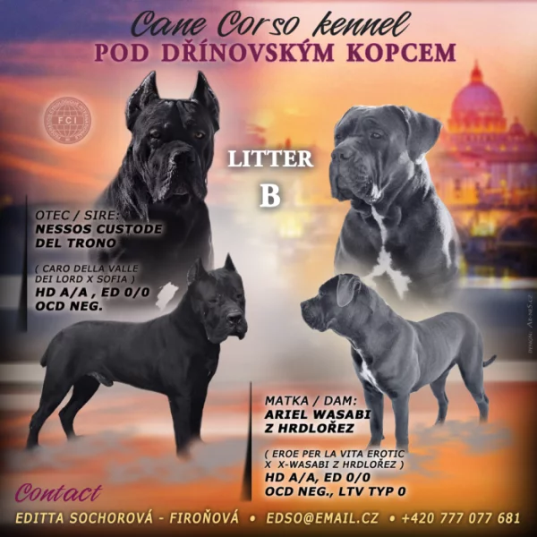 Cane Corso - štěňátka s PP