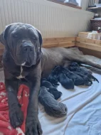 Cane Corso - štěňátka s PP