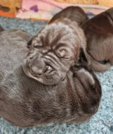 Cane Corso - štěňátka s PP