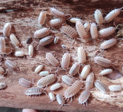 Porcellio sp. sevilla caramel