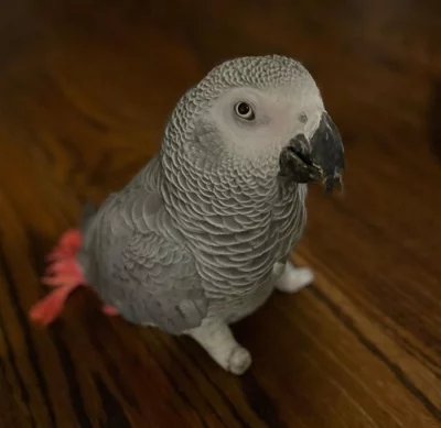 African grey parrot