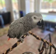 African grey parrot