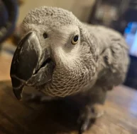 African grey Parrot