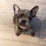 French Bulldog ( WhatsApp: +33605811506  )