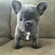 French Bulldog ( WhatsApp: +33605811506  )