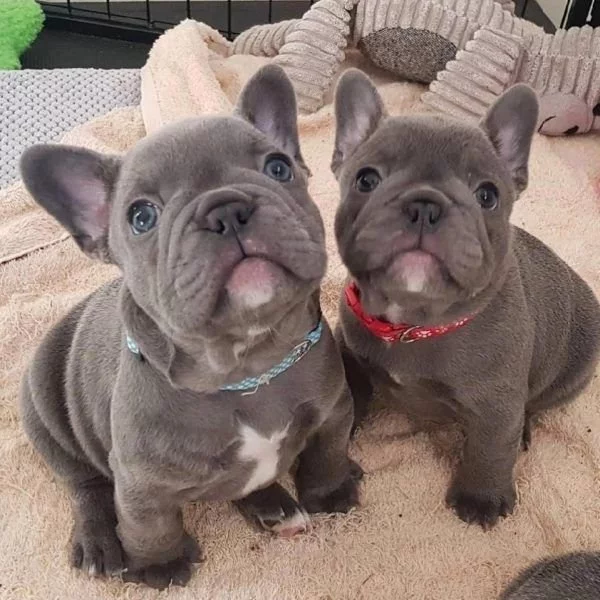 French Bulldog ( WhatsApp: +33605811506  )