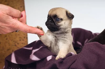 Mops štěňata bez PP