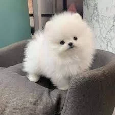 Mini pomeranian bez PP