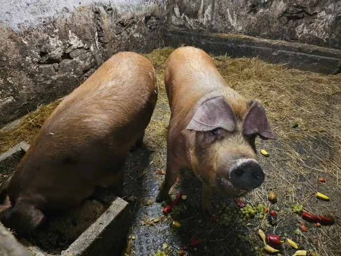 Prodám vykrmená prasata sviňky