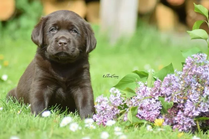 Štěňátka labradora s PP