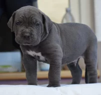 Cane Corso - štěňátka s PP