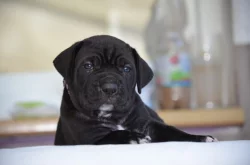 Cane Corso - štěňátka s PP