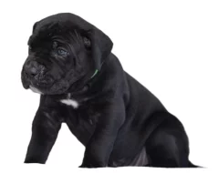 Cane Corso - štěňátka s PP