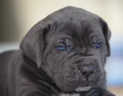 Cane Corso - štěňátka s PP