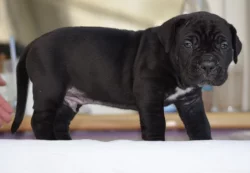 Cane Corso - štěňátka s PP