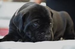 Cane Corso - štěňátka s PP