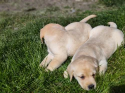 Prodej štěňat labradorských retrieverů