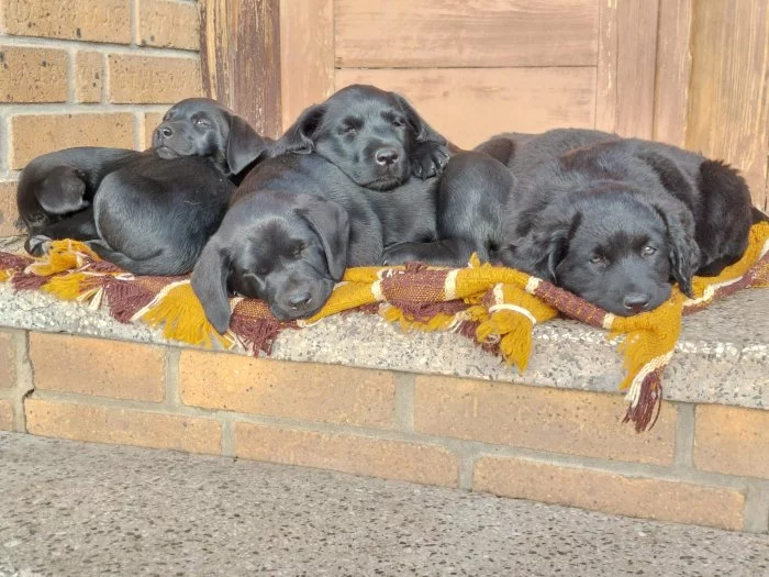 Štěňátka křížence labrador/teriér