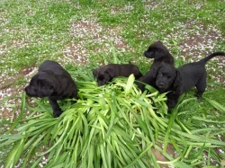 Štěňátka křížence labrador/teriér