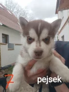 Sibiřský husky