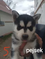 Sibiřský husky