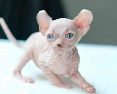 Koťata Sphynx Bambino k adopci