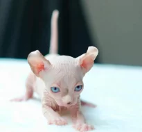 Koťata Sphynx Bambino k adopci