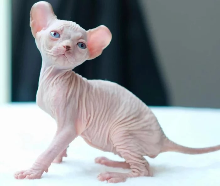 Koťata Sphynx Bambino k adopci