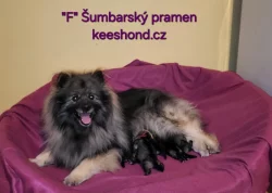 Německý vlčí špic Keeshond štěňata s PP FCI