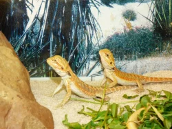 Agama vousatá (Pogona vitticeps)