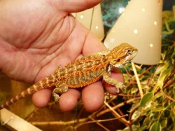 Agama vousatá (Pogona vitticeps)