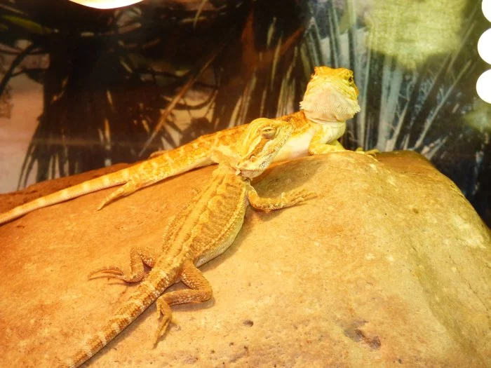 Agama vousatá (Pogona vitticeps)