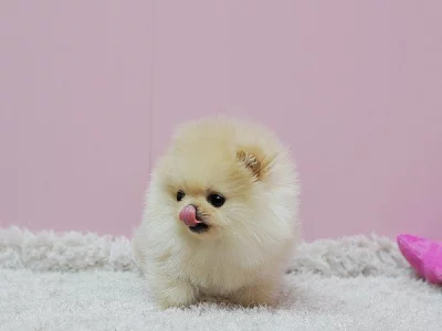 Prodám štěňátka německý špic trpasličí (pomeranian)