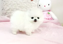 Prodám štěňátka německý špic trpasličí (pomeranian)