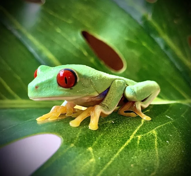 Listovnice červenooká (agalychnis callidryas)