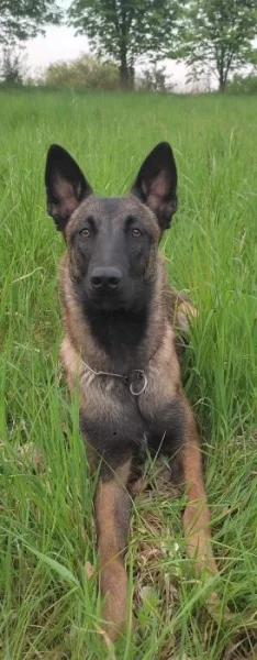 Belgický ovčák malinois