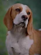 Bígl (beagle) štěňátka fenky s PP