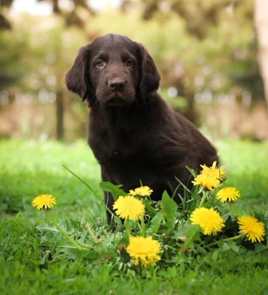 Flat coated retriever