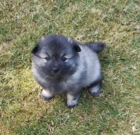 Německý špic vlčí/keeshond