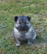 Německý špic vlčí/keeshond