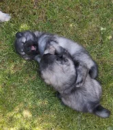 Německý špic vlčí/keeshond