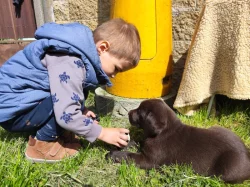 Nabídka  štěňat labradorských retrieverů