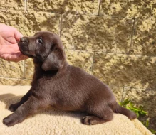 Nabídka  štěňat labradorských retrieverů