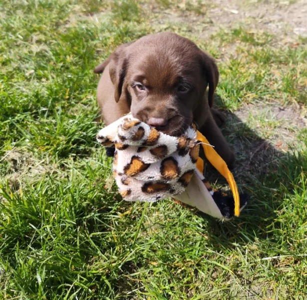 Nabídka  štěňat labradorských retrieverů