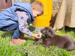 Nabídka  štěňat labradorských retrieverů