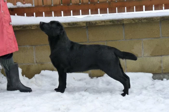 Labrador retriever