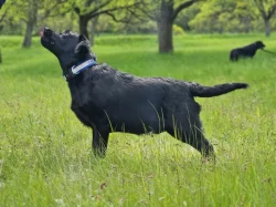 Labradorský retrívr- černá štěňátka s pp