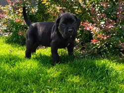 Cane Corso