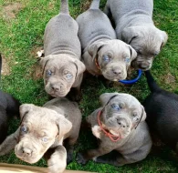 Cane Corso